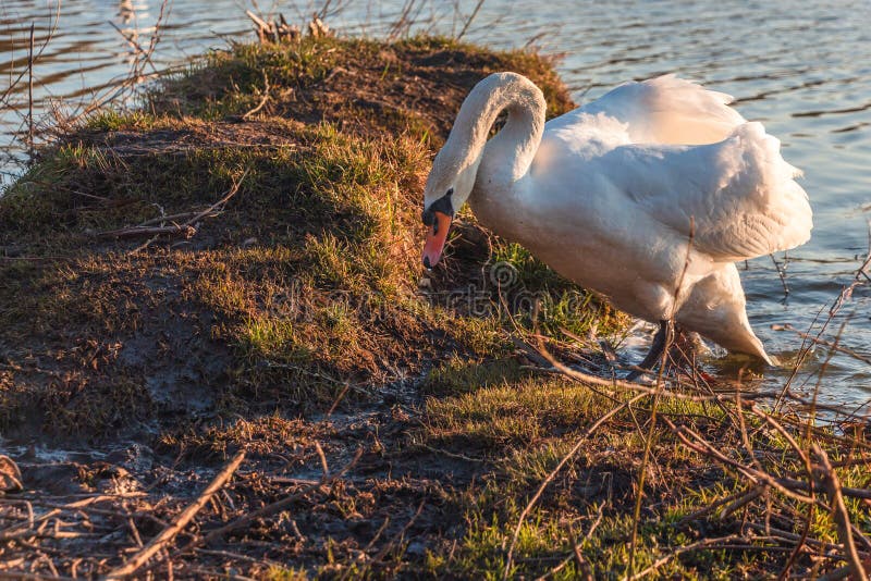 Many swans, white and young stock image