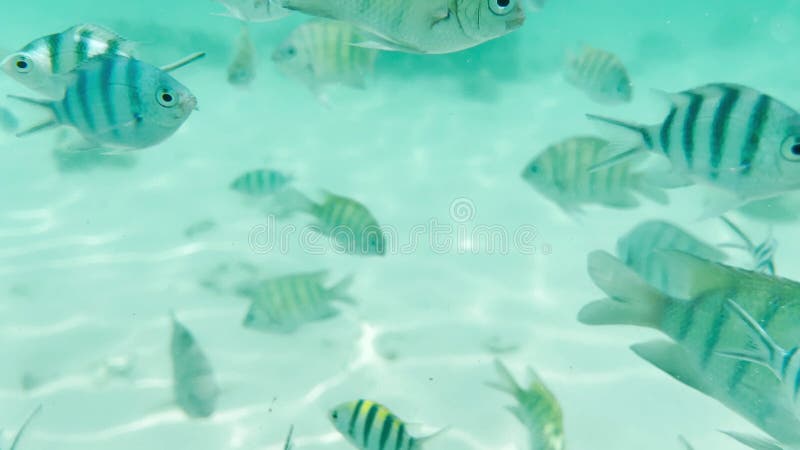 Many tiger stripes live in the shallow waters lit by the sun stock video