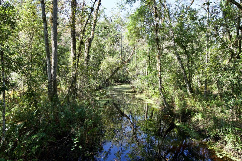 Stream through woods, Brooker Creek Preserve, Florida