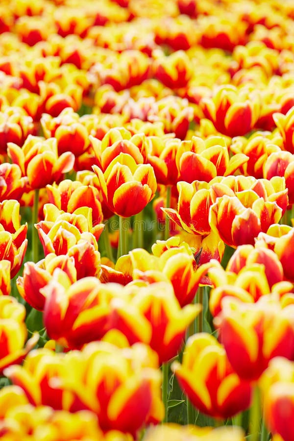 Many tulips growing in a field