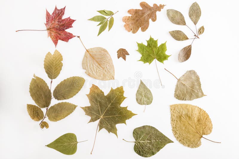 Many Types of Dried Leaves. Stock Photo Image of poplar, background