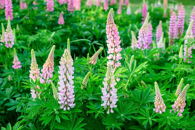 Many Vivid Pink Flowers of Lupinus, Commonly Known As Lupin or Lupine ...