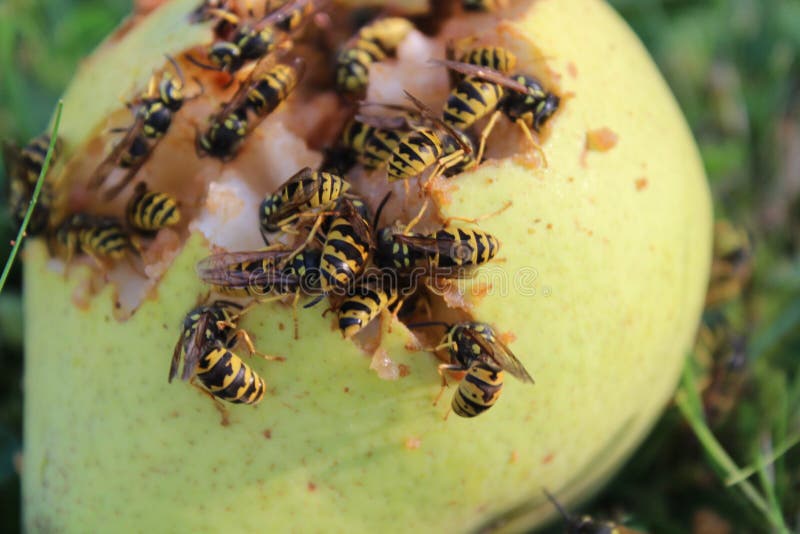 Many wasps on a rotten pear