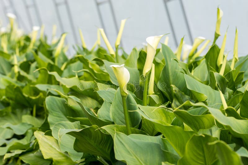Many White Calla Flowers Blossom Greenhouse Stock Photos Free & RoyaltyFree Stock Photos from
