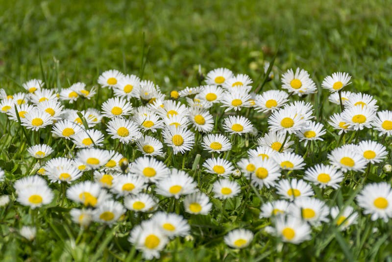 Many white daisies on a meadow. Bellis perennis - Group of daisies on springtime.