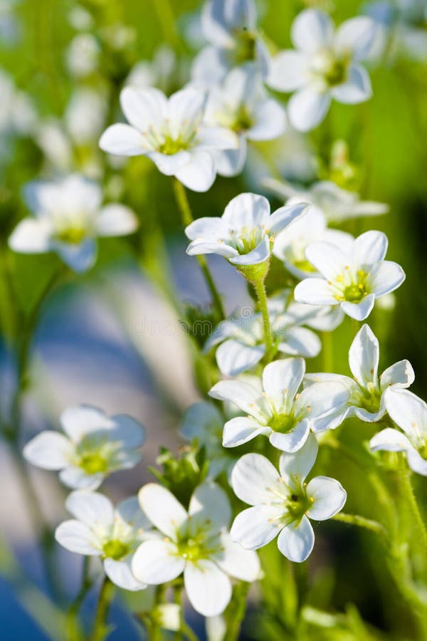 Many white flowers of Saxifrage