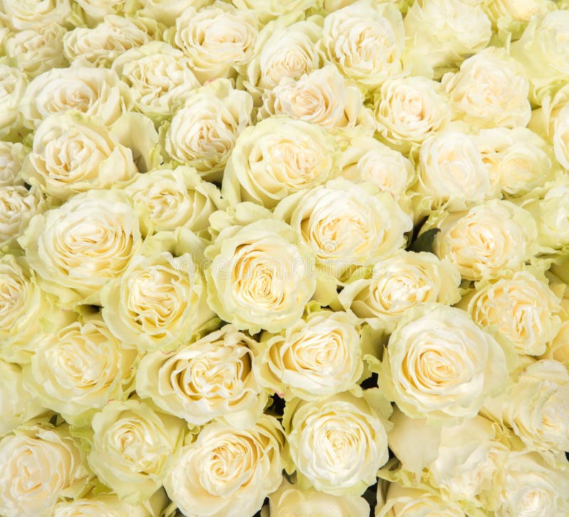 Floral Background Of White Roses Stock Photo Image of cute, blossom