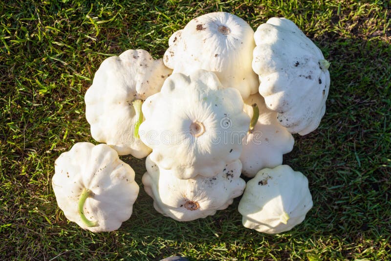 Many White Squash with Jagged Edges, Lying on the Grass in a Heap Stock