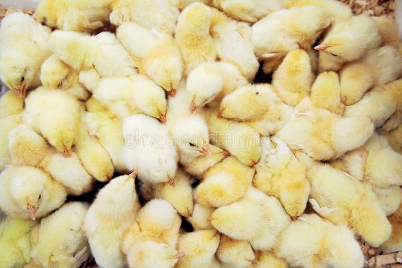Many yellow chiken royalty free stock photo