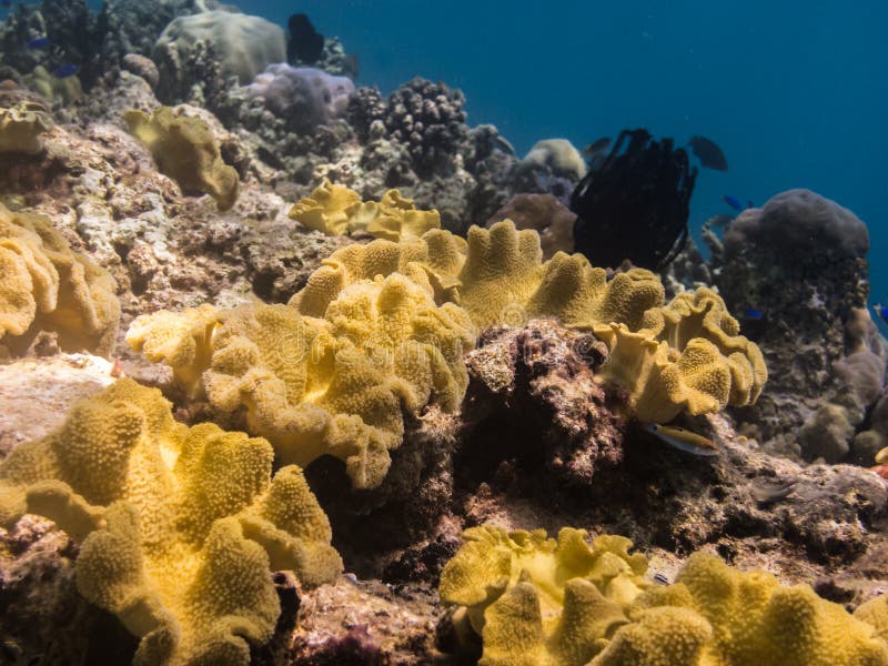 Big Yellow Coral on the Reef Stock Photo Image of freediving, corals