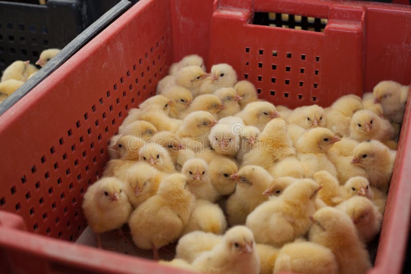 Many Yellow Little Chickens In A Box On A Chicken Farm.