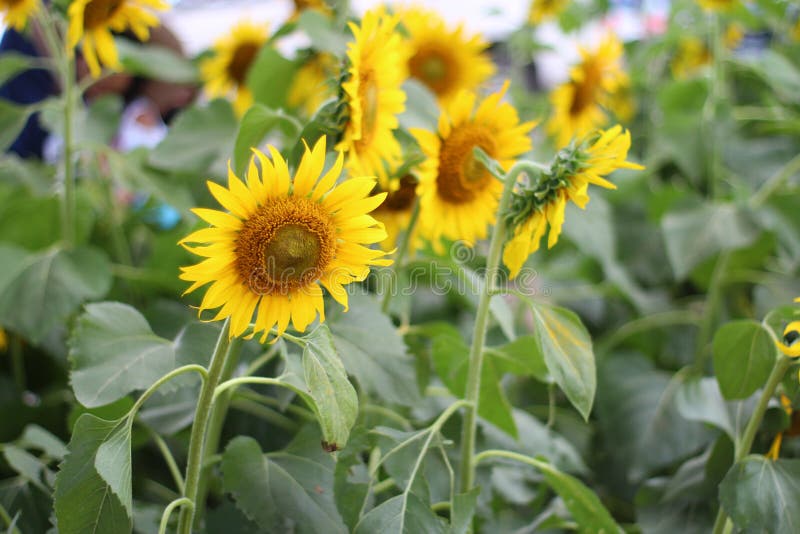 Many Yellow Sunflower in a Sunflower Field Stock Photo Image of