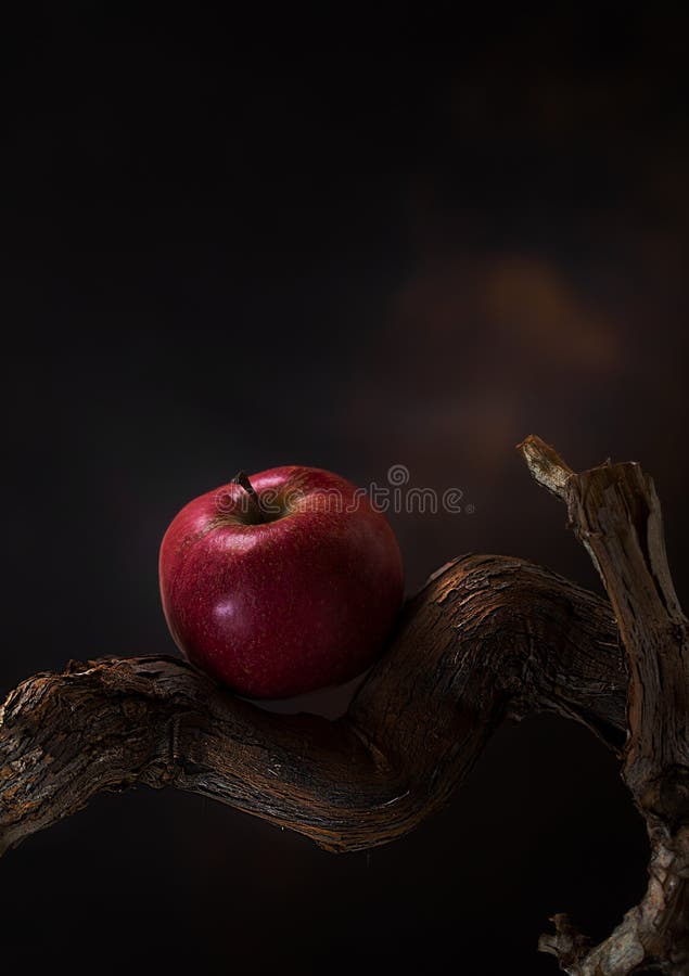 Red apple on a tree branch. Still life in low key. High quality photo. Red apple on a tree branch. Still life in low key. High quality photo