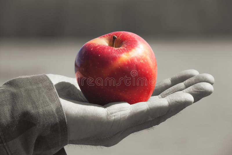 Manzana sólida jugosa joven roja de la fruta bajo luz del sol en un gato viejo para hombre de un hombre mayor, contra fondo un ag fotos de archivo Manzana sólida jugosa joven roja de la fruta bajo luz del sol en un gato viejo para hombre de un hombre mayor, contra fondo un ag fotos de archivo