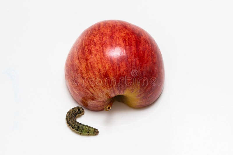 Manzana y oruga rojas en un fondo blanco imágenes de archivo libres de regalías Manzana y oruga rojas en un fondo blanco imágenes de archivo libres de regalías
