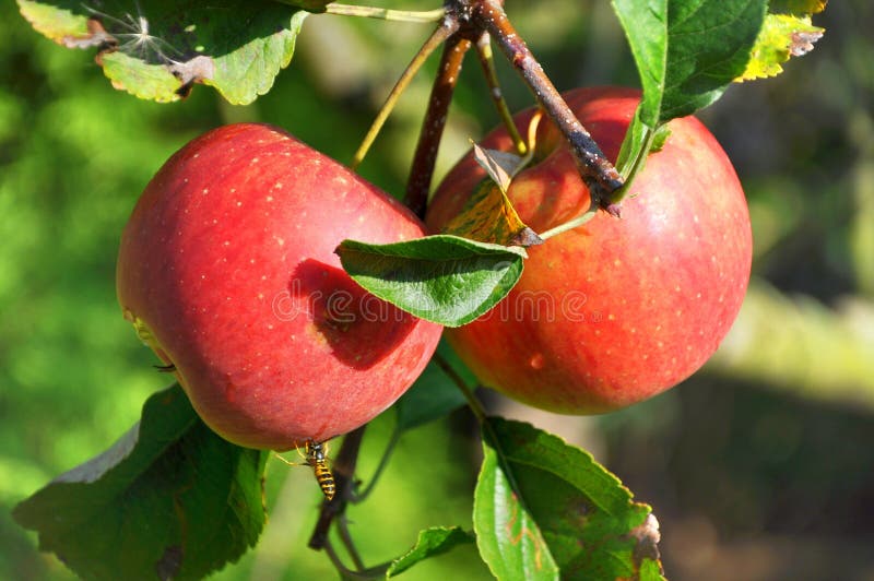 Nice delicious red apples on tree. Nice delicious red apples on tree