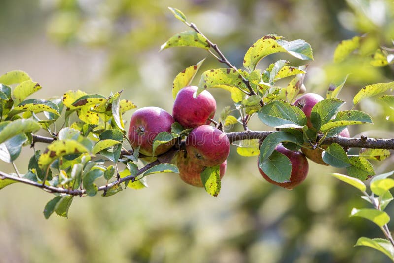 Manzanas agradables grandes que maduran en manzano en jardín soleado de la huerta en fondo verde borroso imagen de archivo