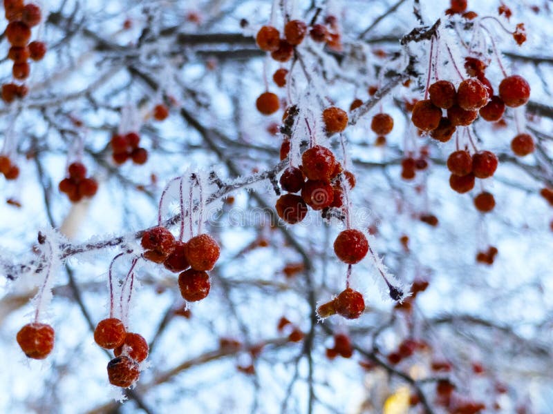 Manzanas de cangrejo en ramas en el invierno imagenes de archivo