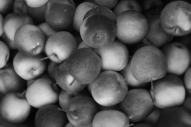 Manzanas en blanco y negro imagen de archivo. Imagen de hoja 236024603