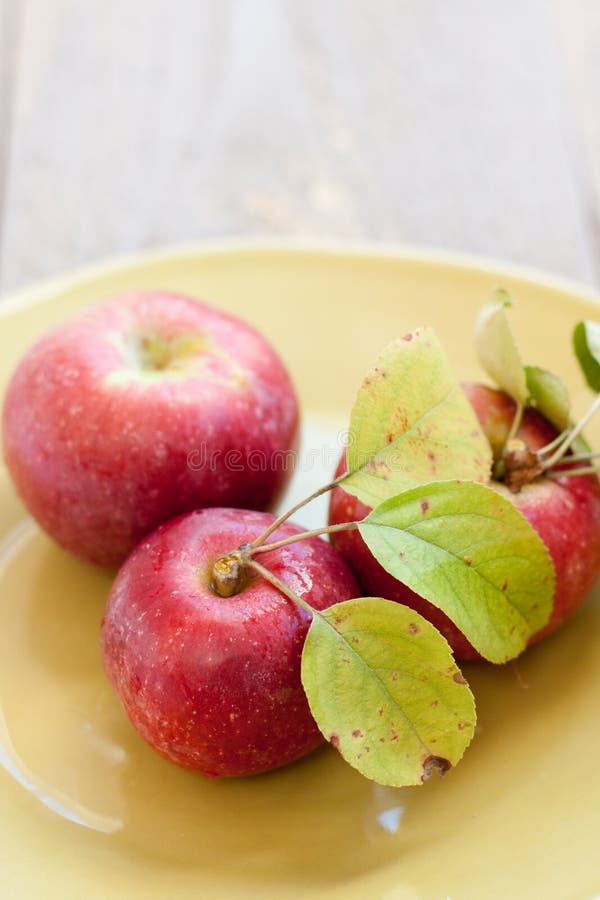 3 orchard fresh apples straight from the tree rest on a green plate on a gray farmhouse table. 3 orchard fresh apples straight from the tree rest on a green plate on a gray farmhouse table.