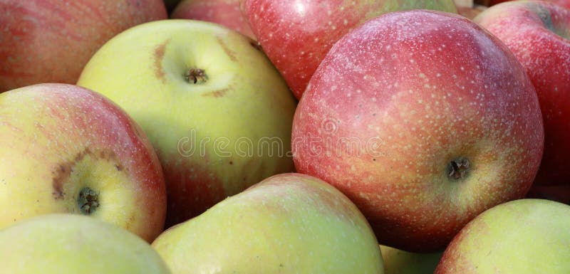 Red and yellow apples to the market. Red and yellow apples to the market