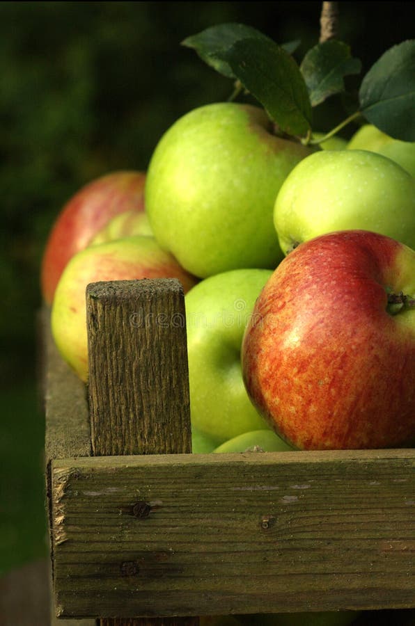 Manzanas orgánicas, alimento. Manzanas orgánicas, alimento.