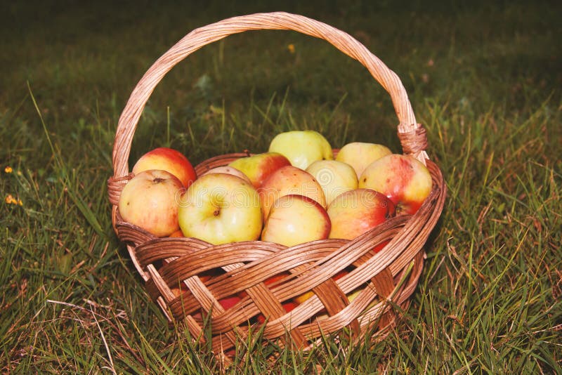 Manzanas orgánicas de Orchard fotos de archivo libres de regalías Manzanas orgánicas de Orchard fotos de archivo libres de regalías