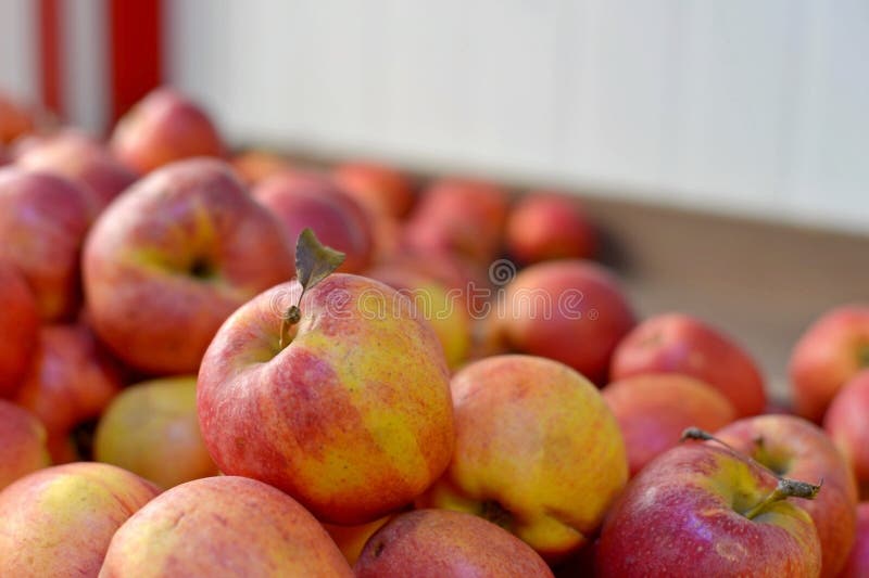 Manzanas rojas frescas sabrosas en el colmado Compre y coma la comida natural de la vitamina Departamento del mercado del granjer fotos de archivo libres de regalías Manzanas rojas frescas sabrosas en el colmado Compre y coma la comida natural de la vitamina Departamento del mercado del granjer fotos de archivo libres de regalías