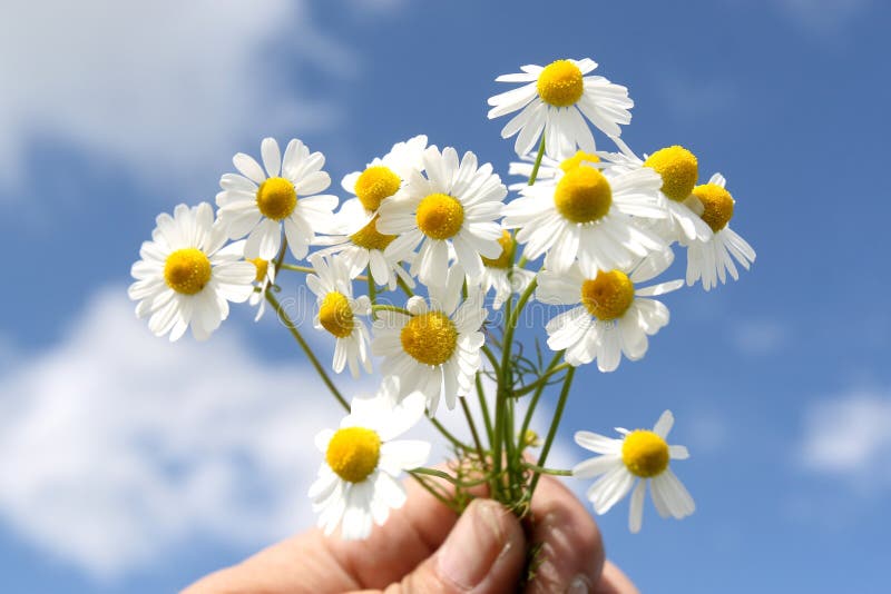 Camomile medicinal (Chamomilla recutita, Matricaria chamomilla L., Chamomilla recutita Rauschert). It is widely used as medical means against fevers, inflammations, The Gastritis, stomach ulcer, neurosises, a hysteria, a neuralgia of a trigeminal nerve. Camomile medicinal (Chamomilla recutita, Matricaria chamomilla L., Chamomilla recutita Rauschert). It is widely used as medical means against fevers, inflammations, The Gastritis, stomach ulcer, neurosises, a hysteria, a neuralgia of a trigeminal nerve