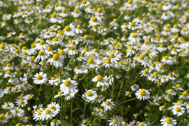 Camomile medicinal (Chamomilla recutita, Matricaria chamomilla L., Chamomilla recutita Rauschert). It is widely used as medical means against fevers, inflammations, The Gastritis, stomach ulcer, neurosises, a hysteria, a neuralgia of a trigeminal nerve. Camomile medicinal (Chamomilla recutita, Matricaria chamomilla L., Chamomilla recutita Rauschert). It is widely used as medical means against fevers, inflammations, The Gastritis, stomach ulcer, neurosises, a hysteria, a neuralgia of a trigeminal nerve