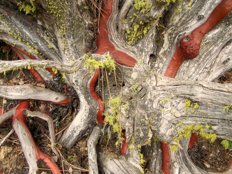 Growth Manzanita Stock Photos Free & RoyaltyFree Stock Photos from