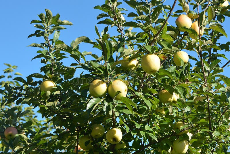 Manzano "golden delicious" foto de archivo. Imagen de fruta 34957546