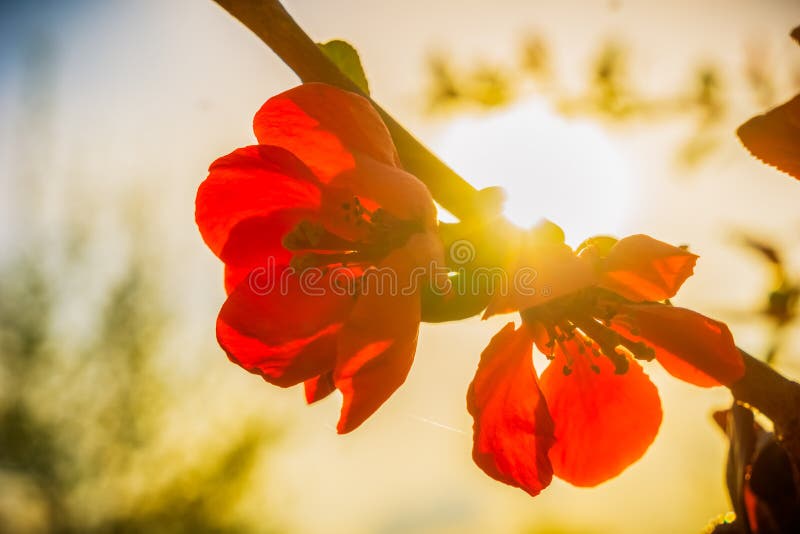 Manzano japonés hermoso, floribunda del malus, flor roja imagen de archivo Manzano japonés hermoso, floribunda del malus, flor roja imagen de archivo