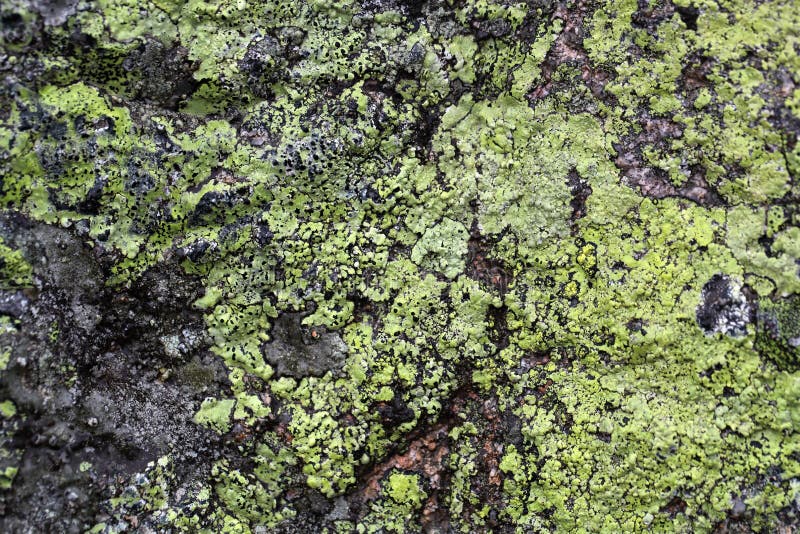 Map Lichen