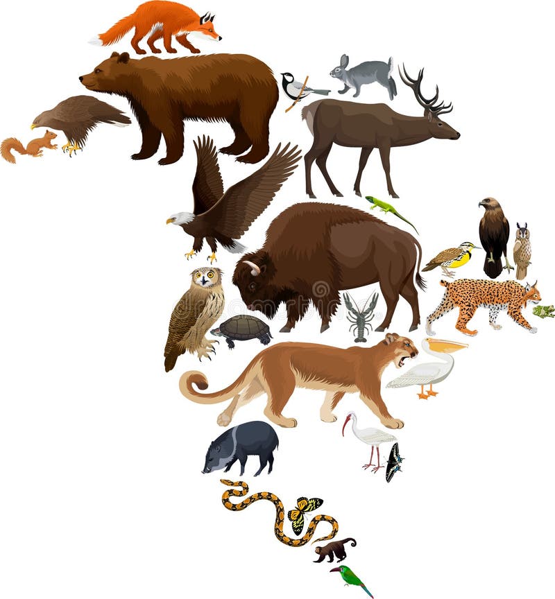 Mapa da fauna de America do Norte do vetor, elementos lisos Animais, pássaros, répteis, insetos e grupo grande anfíbio ilustração royalty free Mapa da fauna de America do Norte do vetor, elementos lisos Animais, pássaros, répteis, insetos e grupo grande anfíbio ilustração royalty free