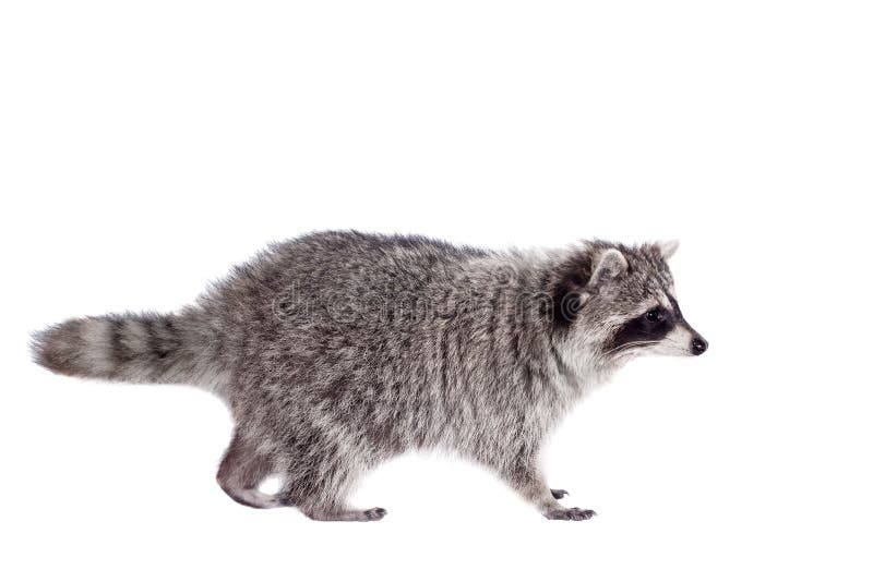 Mapache (lotor del Procyon) en el fondo blanco imagen de archivo