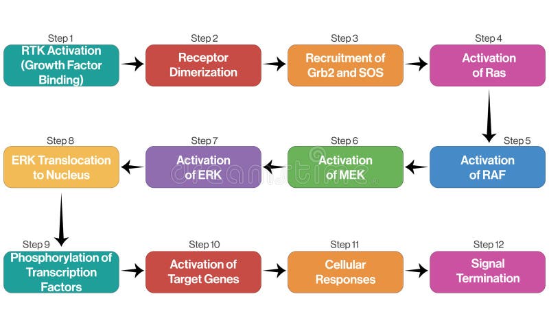 Mapk oder erk pathway flow Diagramm klare Vektorgrafik auf weißem Hintergrund für zelluläre Mechanismen. stock abbildung