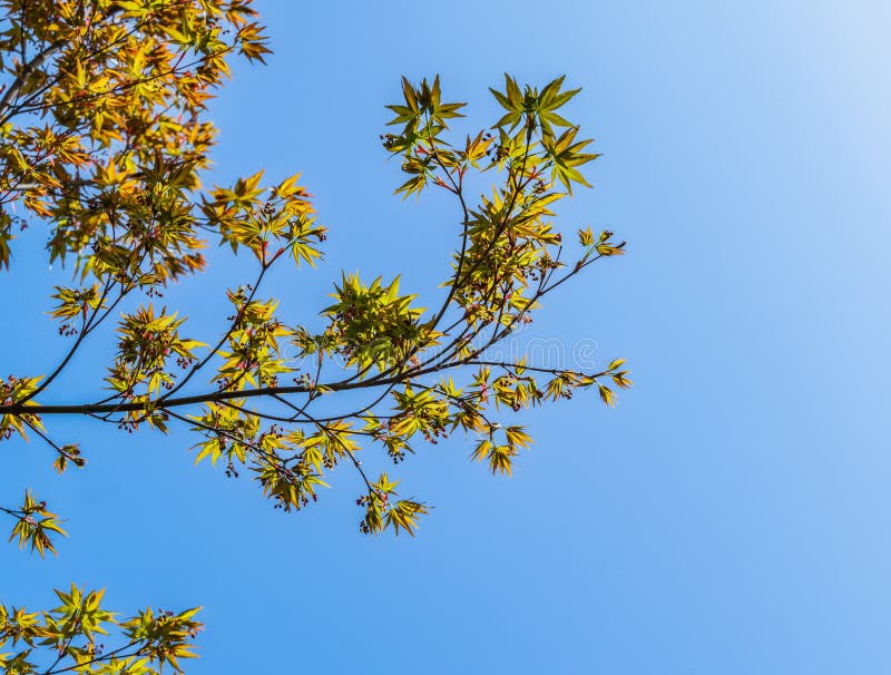 Maple Acer Palmatum with bright orange leaves in blossom against blue sky. Selective focus. Sunny spring day.