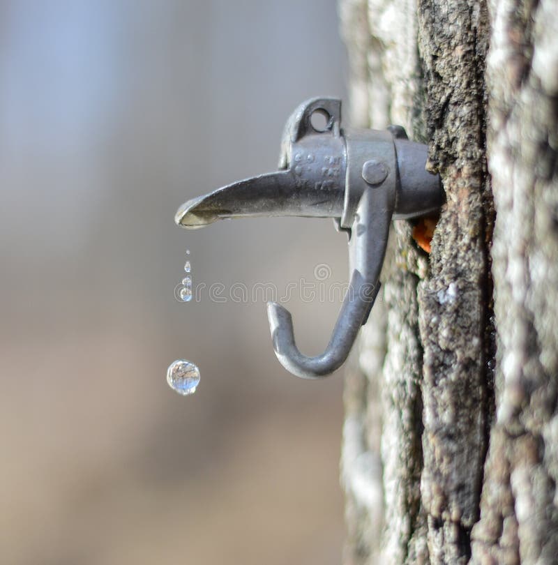 Dripping maple sap stock image. Image of spout, outdoor 41631519