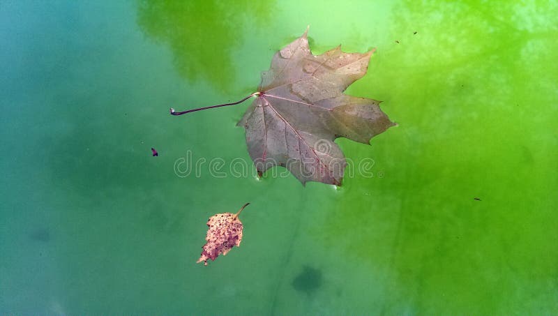 Maple and birch leaf on water stock image