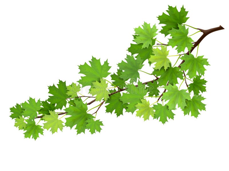 Maple branch with green leaves