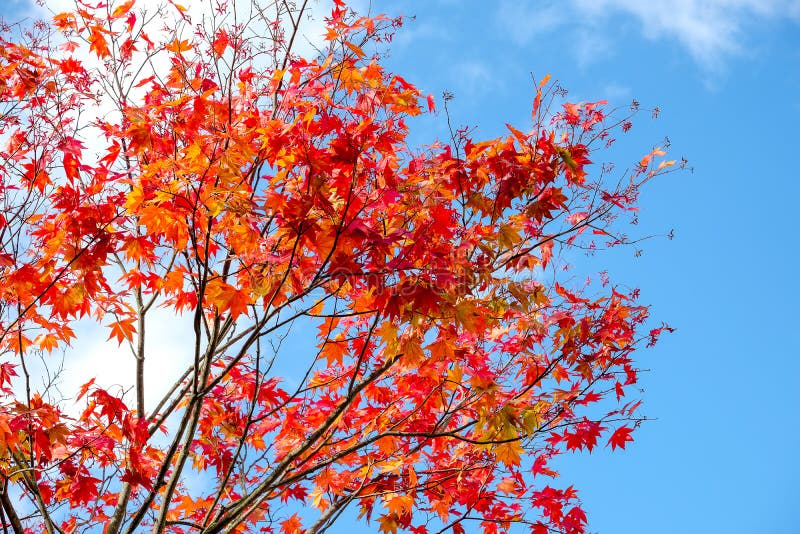 Maple branch tree on sky background in autumn season, maple leaves turn to red, sunlight in season change, Japan