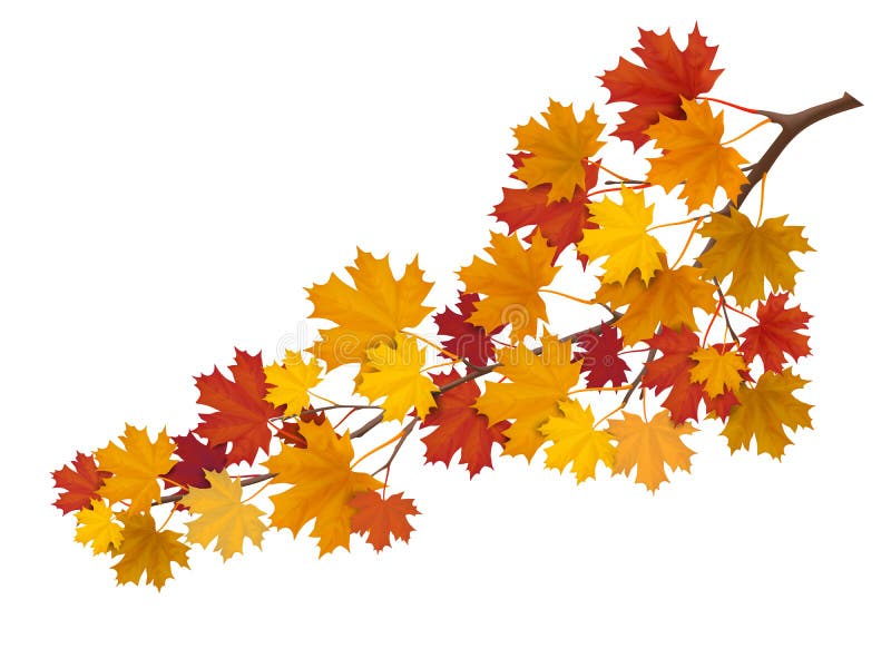 Maple branch with yellow leaves