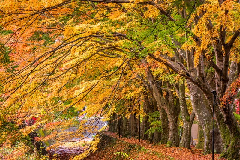 Maple Corridor in Kawaguchiko, Japan