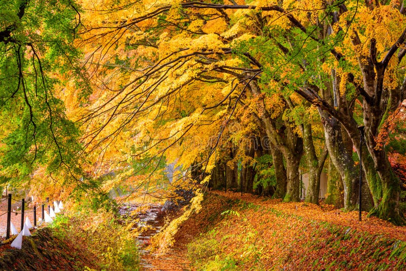 Maple Corridor near Kawaguchi Lake, Japan