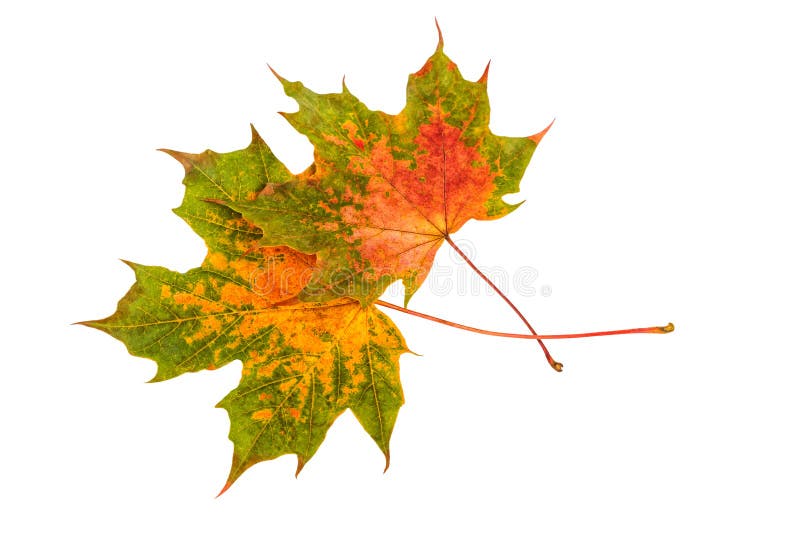 Maple Fall Leaf. Colorful Autumn Leaves Isolated on White Stock Photo