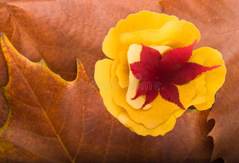 Maple and gingko biloba leaves autumn background