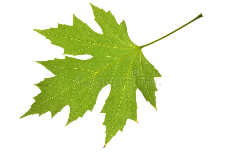 Maple leaf