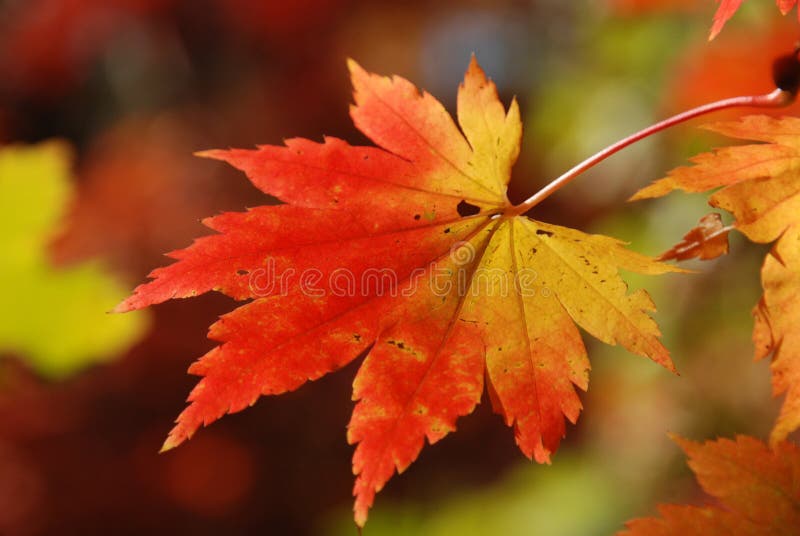 Maple leaf royalty free stock photography
