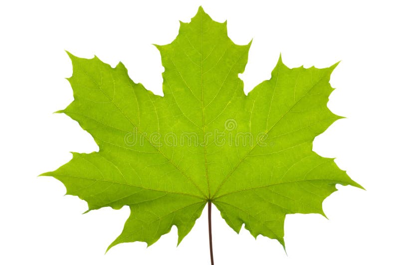 Oak leaf stock photo. Image of botanical, green, floral 19616662
